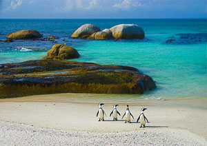 Simonstown Penguins